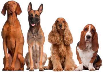 Various Dog Sizes