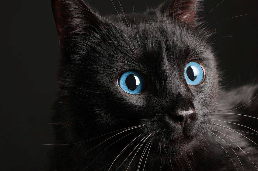 all black cat breeds