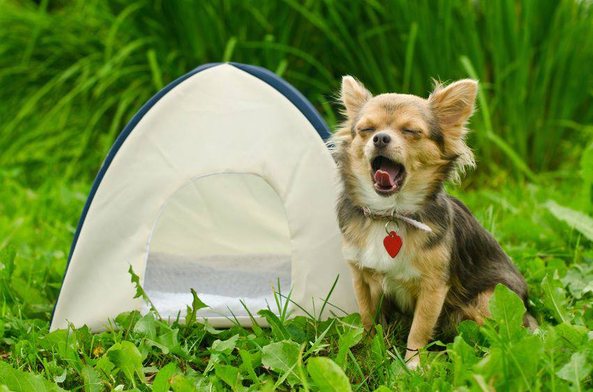 Yawning chihuahua dog sitting near camping tent at sunny meadow