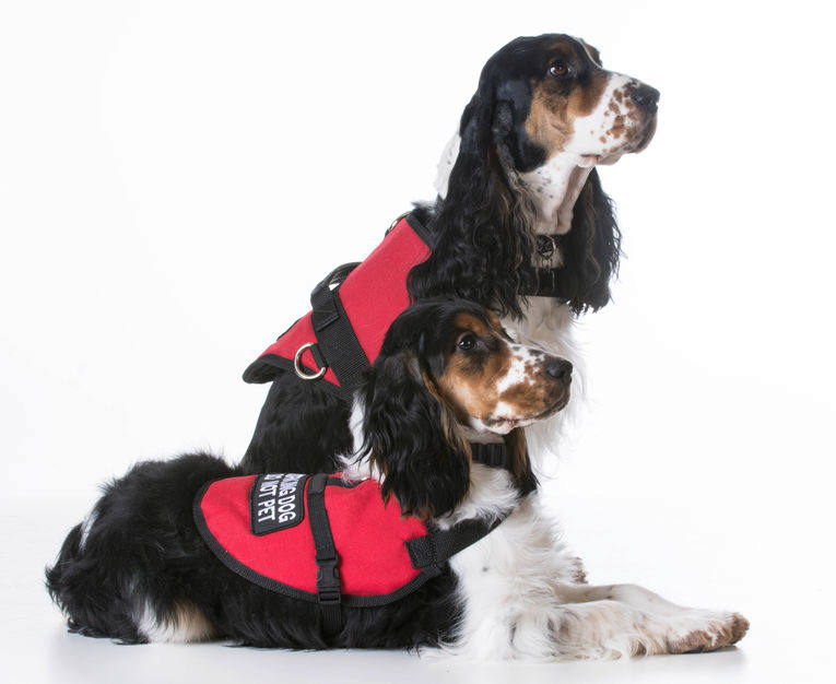 whats the best service dog breed