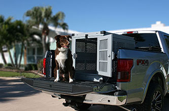 Dog standing next to Crate