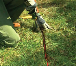 Bury Dog Fence Wire