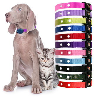 Collar Straps for dogs