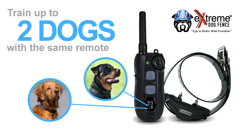 Train 2 Dogs with one remote