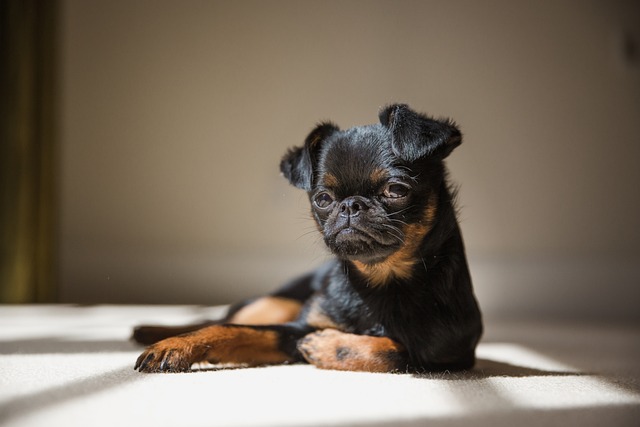 Brussels Griffon: The Quirky Charm and Affectionate Personality of This ...