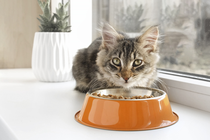 Where Should I Put My Cat's Food Dish? - Extreme Electric Dog ...